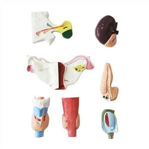 Endokriiniset elimet pehmeä silikonianatomiamalli