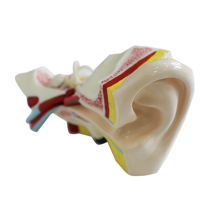 Oikean korvan pehmeä silikonianatomiamalli