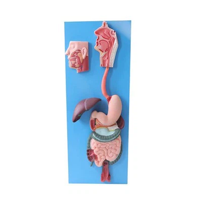 Ihmisen ruoansulatusjärjestelmän malli