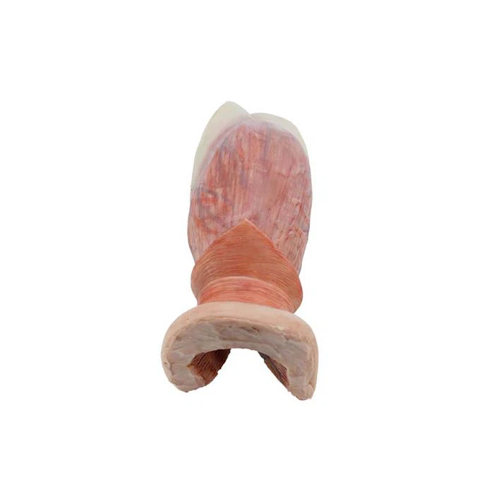 Ihmisen anatominen malli