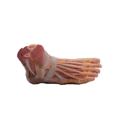 Anatominen jalkamalli