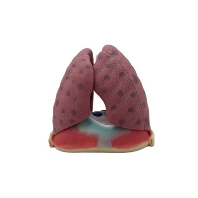 Ihmisen keuhkojen malli